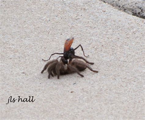 Joysweb: Tarantula Hawk Wasp and Dinner