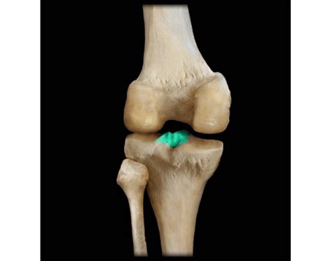 Intercondylar eminence Quiz