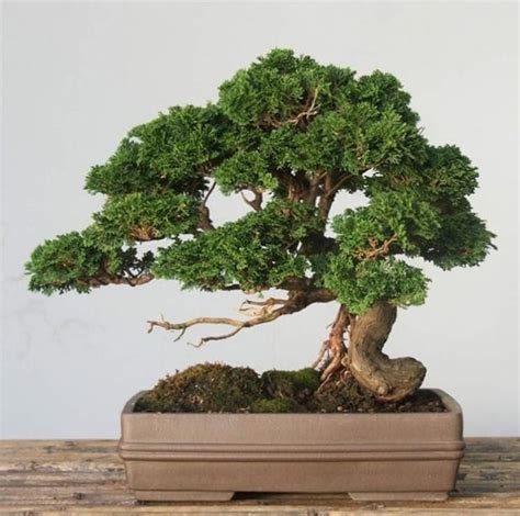 Cipresso Bonsai Cerca Con Google Bonsai Tree Types Bonsai Garden