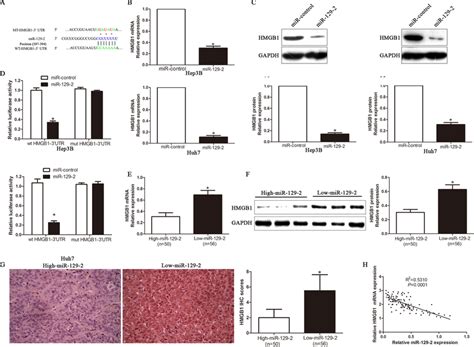 Hmgb Is A Direct Target Of Mir In Hcc Cells A The Putative