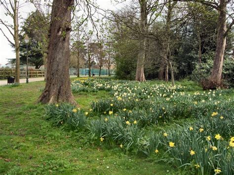 daffodils  south  horsham park  paul gillett cc  sa