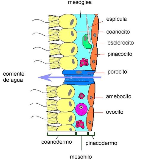 Tipo Porifera las esponjas de mar Ciencia y Biología