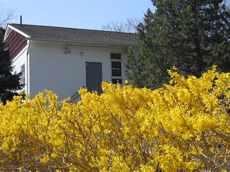 Forsythia hedge behind the library | Outdoor decor, Hedges, Decor