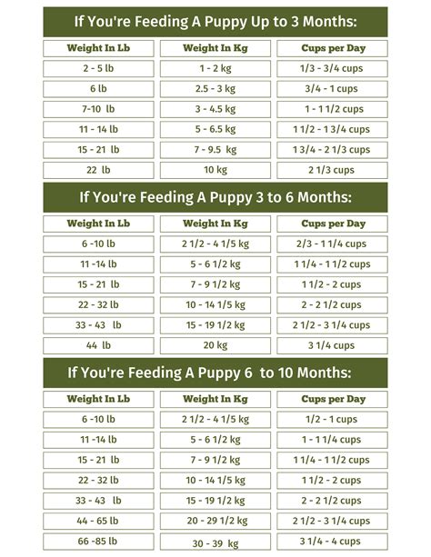 Everything To Know About Puppy Feeding