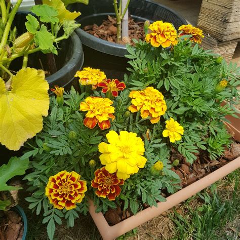 Organic Marigold Mix - Local Seeds