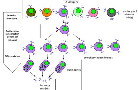 Les Mécanismes De Limmunité Spécifique Cours Partie 1 Alloschool