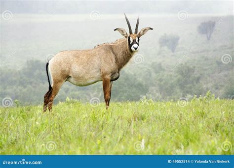 Roan Antelope Royalty-Free Stock Photography | CartoonDealer.com #25363745