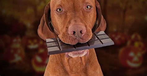 This Is Why Chocolate Is So Dangerous For Dogs - HungryForever Food Blog