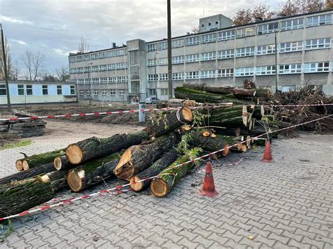 Wyci To Drzewa Przy Szpitalu W Poznaniu Dlaczego Dyrektor Wyja Nia