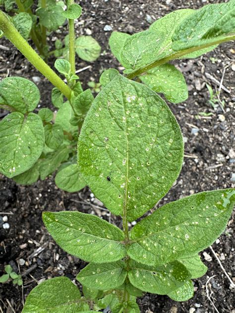 Small Black Bugs in Garden : r/gardening