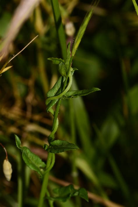 UK Wild Plants: Field Bindweed (Convolvulus arvensis)