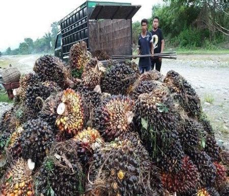 Pekan Ini Harga Tbs Sawit Mitra Swadaya Di Riau Naik Rp Kg