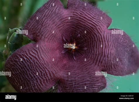 Flor estrella de mar fotografías e imágenes de alta resolución Alamy