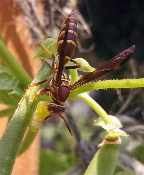 Wasps Killing Caterpillars Four String Farm Four String Farm