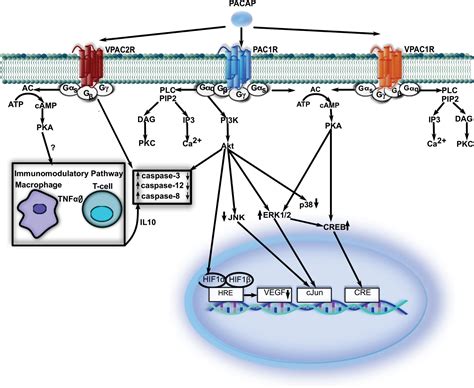 Frontiers Neuroprotective Potential Of Pituitary Adenylate Cyclase