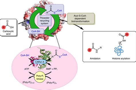 Generation And Recycling Of Acyl S Coa Thioesters Using A Carboxylic