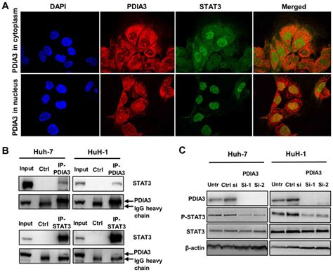 Downregulation Of Protein Disulfide‑isomerase A3 Expression Inhibits