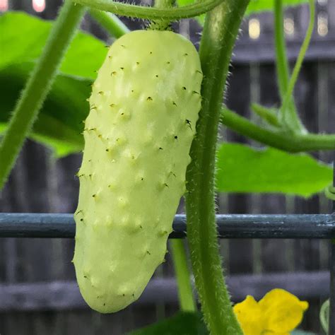 Organic Salt And Pepper Cucumber Fruition Seeds