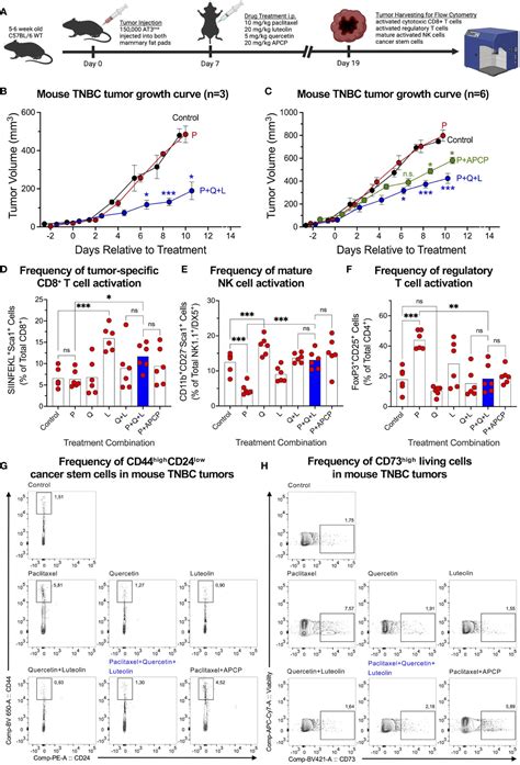 Frontiers Targeting Cd With Flavonoids Inhibits Cancer Stem Cells