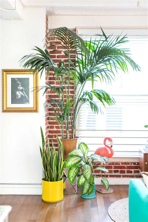 Areca Palms Care How To Grow Areca Palm Plants