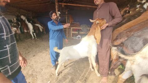 Qurbani 2023 Ka Liya Bakra Ka Soda Katna Ma Howa Lahore Bakra Mandi Sj