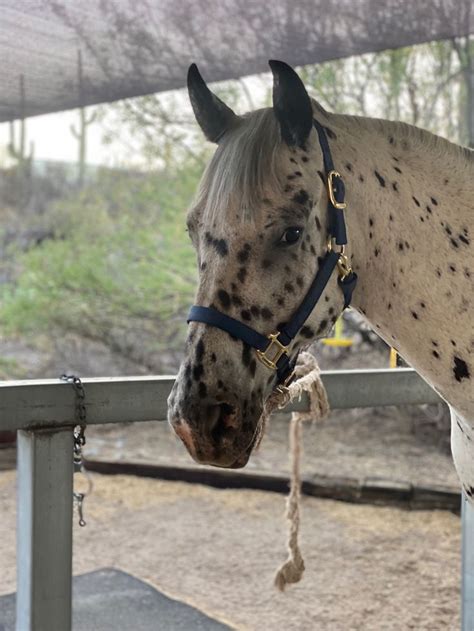 Leopard Appaloosa | Beautiful horses, Horse love, Horse life