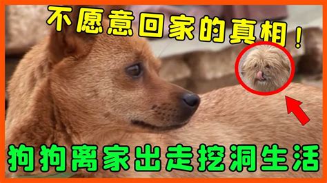 狗狗离家出走挖洞生活，也不愿意回家，这背后究竟是什么原因？【小墨记录者】 Youtube