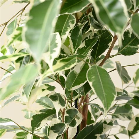 Ficus Benjamina Twilight 17cm Houseplant Polhill Garden Centre