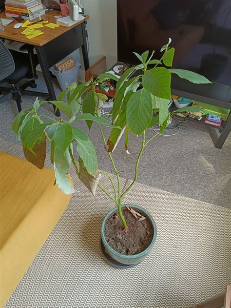 Whats Going On With My Avocado Tree Rindoorplants