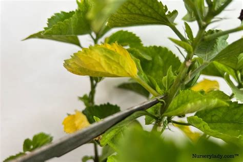 Why Are My Hibiscus Leaves Turning Yellow Causes Fix