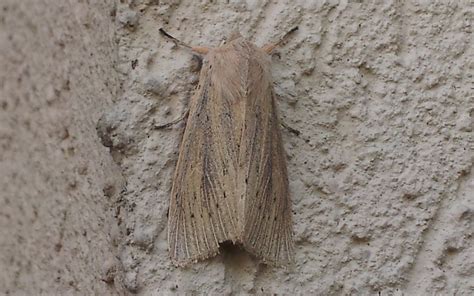 Les Insectes Du Haut Jura La Noctuelle Du Roseau