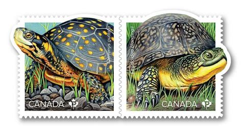 Turtle Souvenir Sheet Of 2 Se Tenant Stamps Mnh Canada 2019 3179