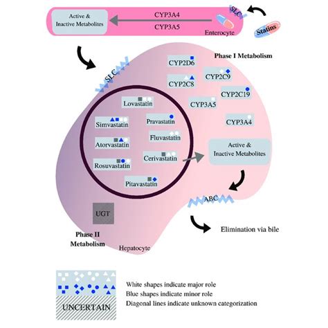 | HMG-CoA reductase pathway. Adapted from van Beek et al. (2003 ...