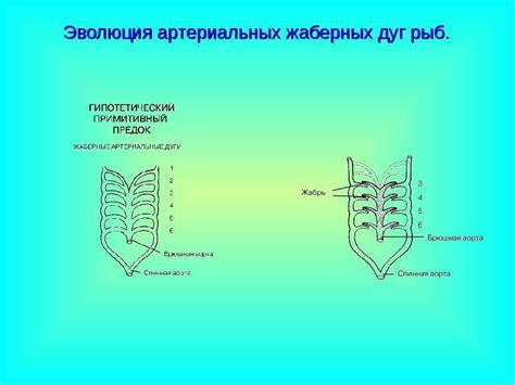 Эволюция жаберных дуг. - скачать презентацию