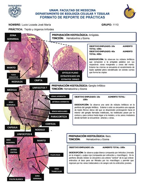 Cortes histológicos de sistema linfoide UNAM FACULTAD DE MEDICINA