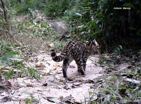 Gato Do Mato Pequeno Biofaces Bring Nature Closer