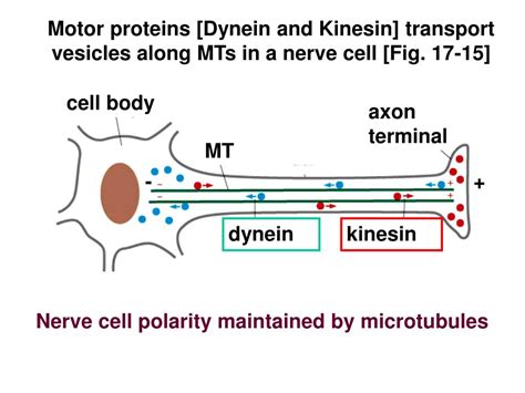 Ppt Biol Section Lecture July Powerpoint