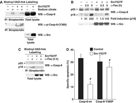 Phosphorylation On Tyr Modulates The Activity Of Caspase And