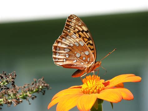 Great Spangled Fritillary On Tithonia Amy Woodward Flickr