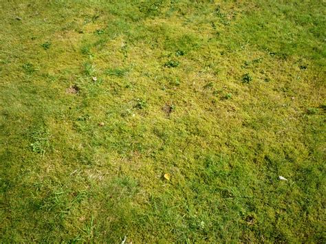 A Lawn With A Lot Of Moss The Lawn Man