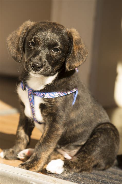 Puppy Dog Free Stock Photo - Public Domain Pictures