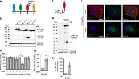 Protein Kinase C Signaling Induces Nlgn Ectodomain Shedding A