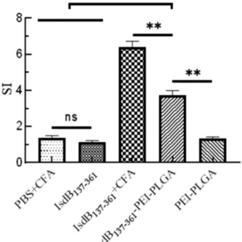 Proliferative Responses Of Spleen Lymphocyte In Mice One Week After