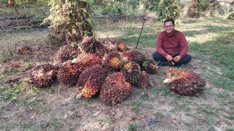 Pekan Ini Harga Tbs Sawit Riau Naik Ku Tahun Harganya Rp