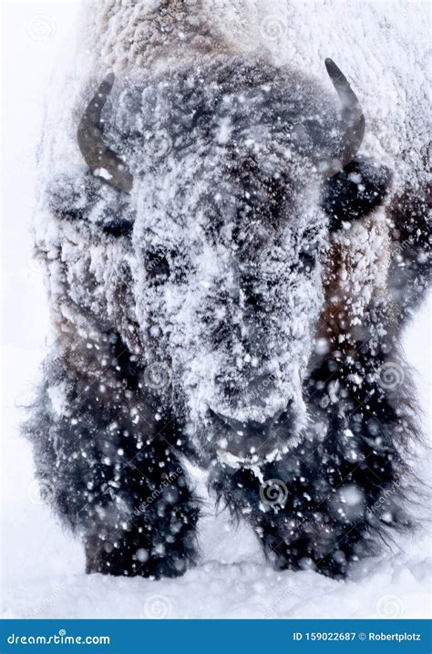 Bison in Snow Storm stock image. Image of storm, yellowstone - 159022687