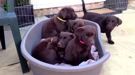 Ultimate Labrador Retriever Video Compilation That Will Make You Smile