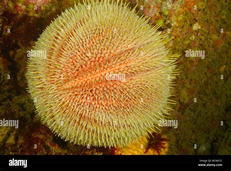 Edible sea urchin hi-res stock photography and images - Alamy