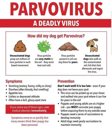 High Alert Canine Parvo Virus Outbreak Marina Da Gama