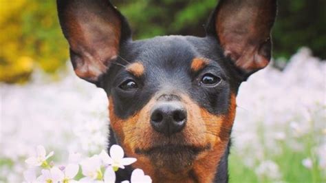 15 Hilarious Miniature Pinscher Memes Will Make Your Day The Dogman