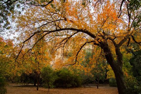 6 Best Forests in Arizona for a Weekend Getaway | UrbanMatter Phoenix